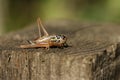 A beautiful Roesel`s Bush-Cricket, Metrioptera roeselii, perching on wood fence post. Royalty Free Stock Photo