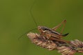 A Roesel`s Bush-cricket, Metrioptera roeselii, resting on a grass seeds in a meadow.