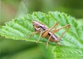 Roesel`s Bush-cricket - Metrioptera roeselii resting on a leaf.