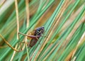 Roesel`s Bush-cricket - Metrioptera roeselii resting on riverside vegetation.