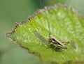 Roesel's Bush-cricket nymph