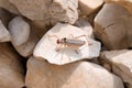 Roesel's bush-cricket