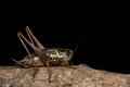 Roesel& x27;s bush cricket & x28;Metrioptera roeselii& x29; against black
