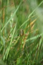 Roesels shieldback Grasshopper