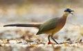 Roestkopcoua, Red-capped Coua, Coua ruficeps Royalty Free Stock Photo
