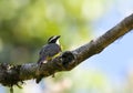 Roestvleugeltiran, Rusty-margined Flycatcher, Myiozetetes cayanensis