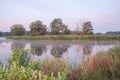 Rogalin Landscape Park - old oaks on the banks of the river in fog before sunrise Royalty Free Stock Photo