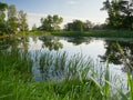 Rogalin wetlands. The most famous oaks in Poland