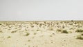 View of Rohi desert Royalty Free Stock Photo