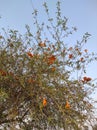 Rohida flowers, Rajasthan, India