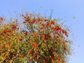 Rohida tree and blossoming orange flowers with blue sky