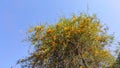Rohida tree and blossoming yellow flowers with blue sky