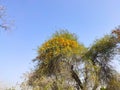 Rohida tree and blossoming yellow flowers with blue sky