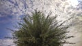 Tecomella Undulata Rohida tree with cloudy sky background