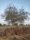 Rohida trees, Rajasthan, India