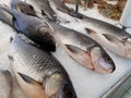 Rohu fish on display for sale