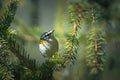 Small bird Goldcrest Regulus regulus Royalty Free Stock Photo
