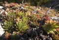 Rojnik - Sempervivum, rock plants from limestone rocks on the Krakow-Czesochowska Upland Royalty Free Stock Photo