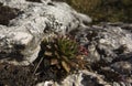 Rojnik - Sempervivum, rock plants from limestone rocks on the Krakow-Czesochowska Upland Royalty Free Stock Photo