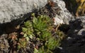 Rojnik - Sempervivum, rock plants from limestone rocks on the Krakow-Czesochowska Upland Royalty Free Stock Photo