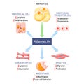 Role of adiponectin