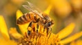 The Role of Bees in Organic Gardens