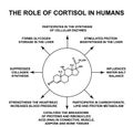 The role of cortisol in humans. The stress hormone cortisol is a chemical molecular formula. Infographics. Vector