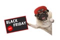 Rolic pug puppy dog with red cap, holding up sale sign with text Black Friday, hanging sideways from white banner Royalty Free Stock Photo