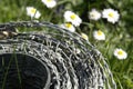 Roll of barbwire and daisy flowers