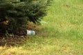 Roll of cash hidden under bush