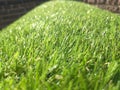 roll of green artificial turf, imitation grass Royalty Free Stock Photo