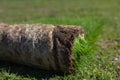 Roll of organic grass for planting in the field in the daylight