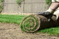 Roll of sod