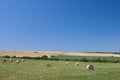 Rolled bales of hay in a field under a blue sky