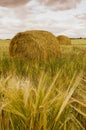 Rolled bales of hay on a green field