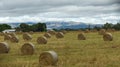 Rolled bales of hay with wind turbines in the background