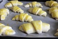 Rolled croissants prepared for cooking on the tray