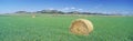Rolled hay bale