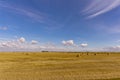 Rolled hay bales on the Saskatchewan prairie Royalty Free Stock Photo