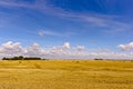 Rolled hay bales on the Saskatchewan prairie Royalty Free Stock Photo