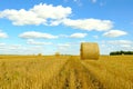 Rolled hay in a field on a summer day Royalty Free Stock Photo