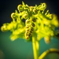 Rolled leaf of fern