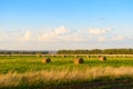 Rolled sheaves of hay in a field on a summer evening Royalty Free Stock Photo