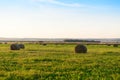 Rolled sheaves of hay in a mown field on a evening Royalty Free Stock Photo