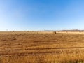 Rolled straw in the fields. Rural landscape. Sunny autumn day