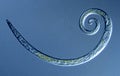 rolled up nematode in a drop of water Royalty Free Stock Photo