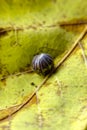 Rolled-up Pill Bug Armadillidiidae Royalty Free Stock Photo