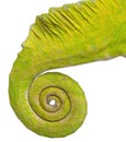 Rolled up tail of a Four-horned Chameleon Royalty Free Stock Photo