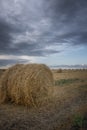 Rolled wheat in a farm field on an overcast, gloomy day after rain