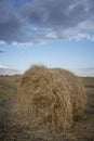 Rolled wheat in a farm field on an overcast, gloomy day after rain